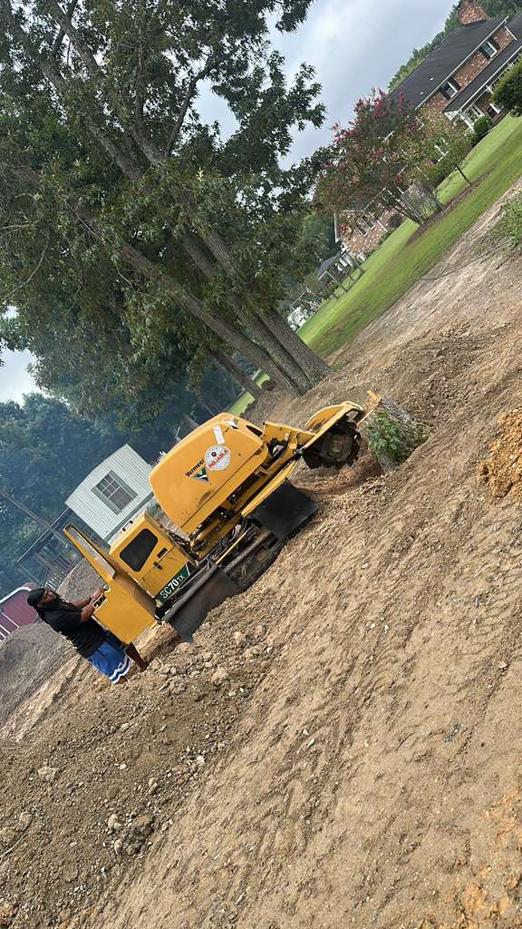 Tree removal project