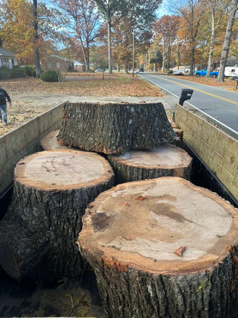 Tree trimming project
