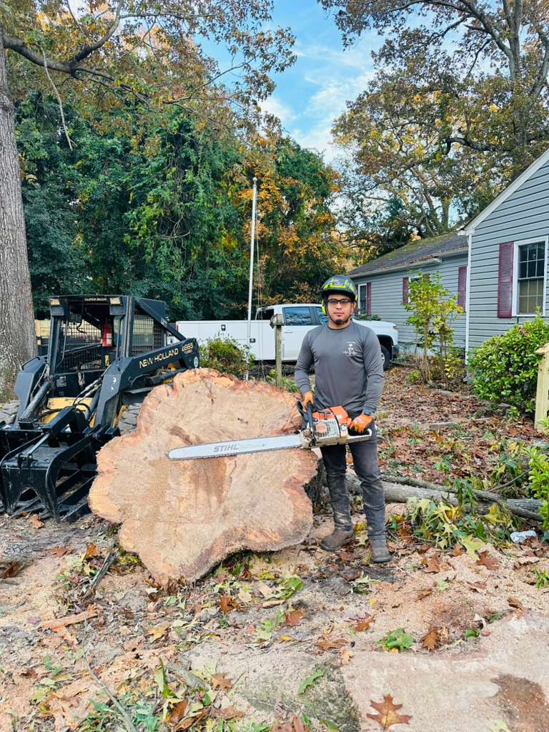 Tree health assessment